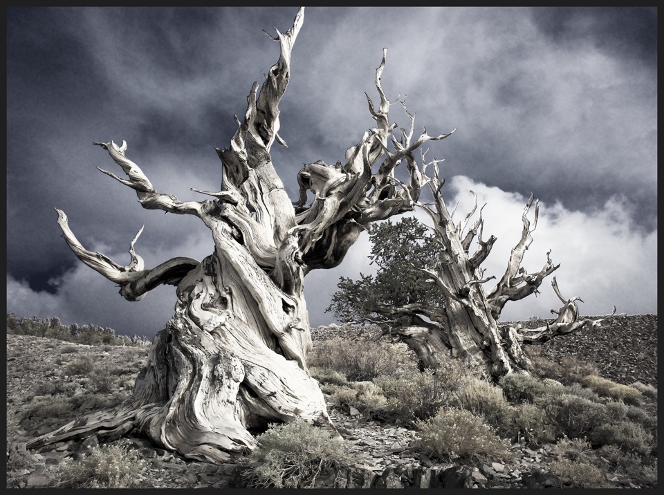 Life and Death in Ancient Bristlecone Pine Forest, California II