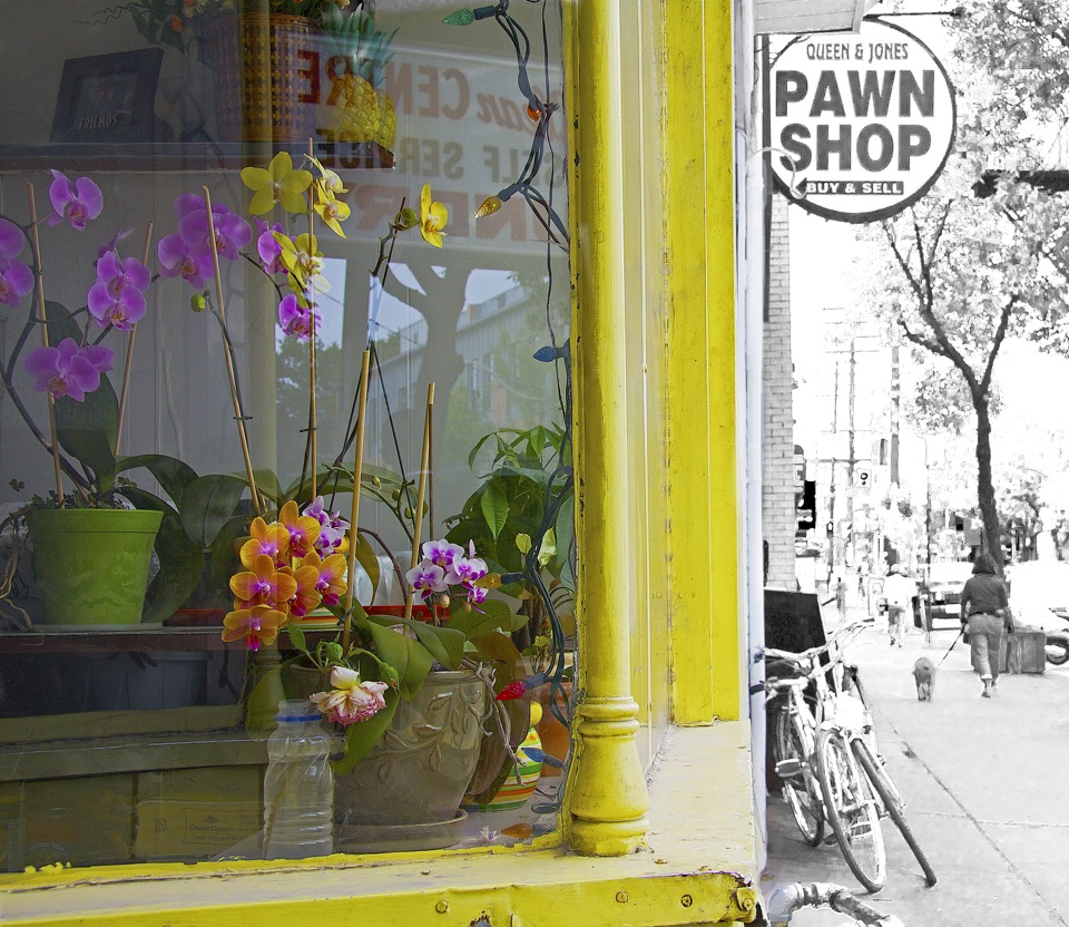 Orchids in the Window