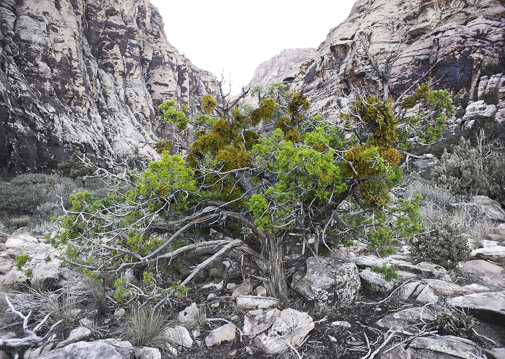 Portrait of a Juniper Tree, Red Rock Canyon, Nevada