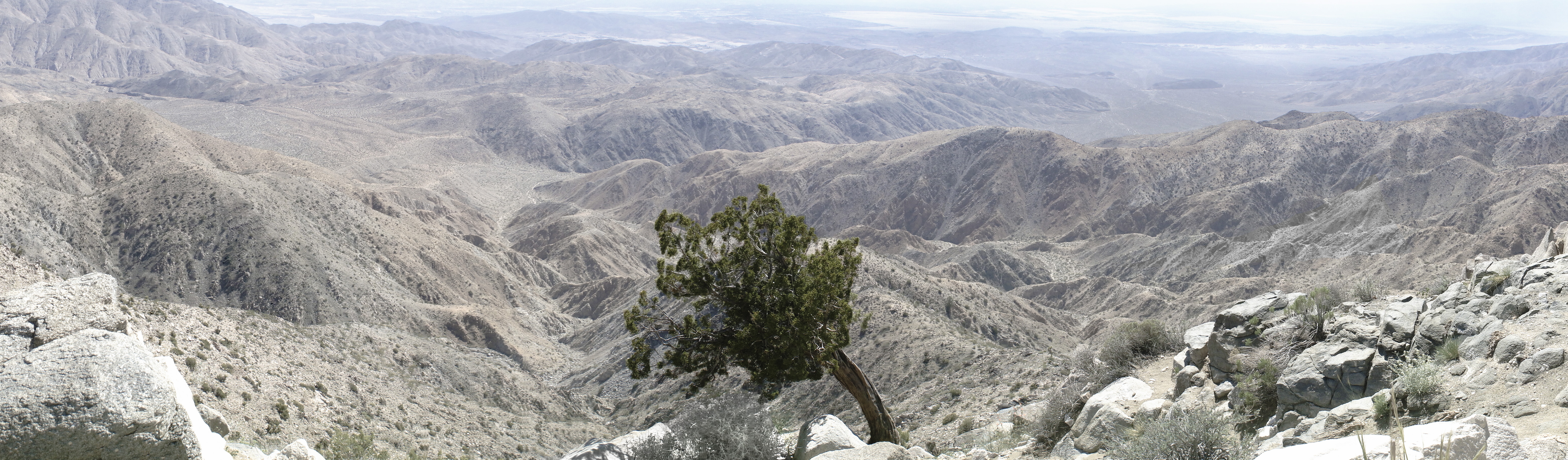 Juniper Tree Overlooking the Coachella Valley, California