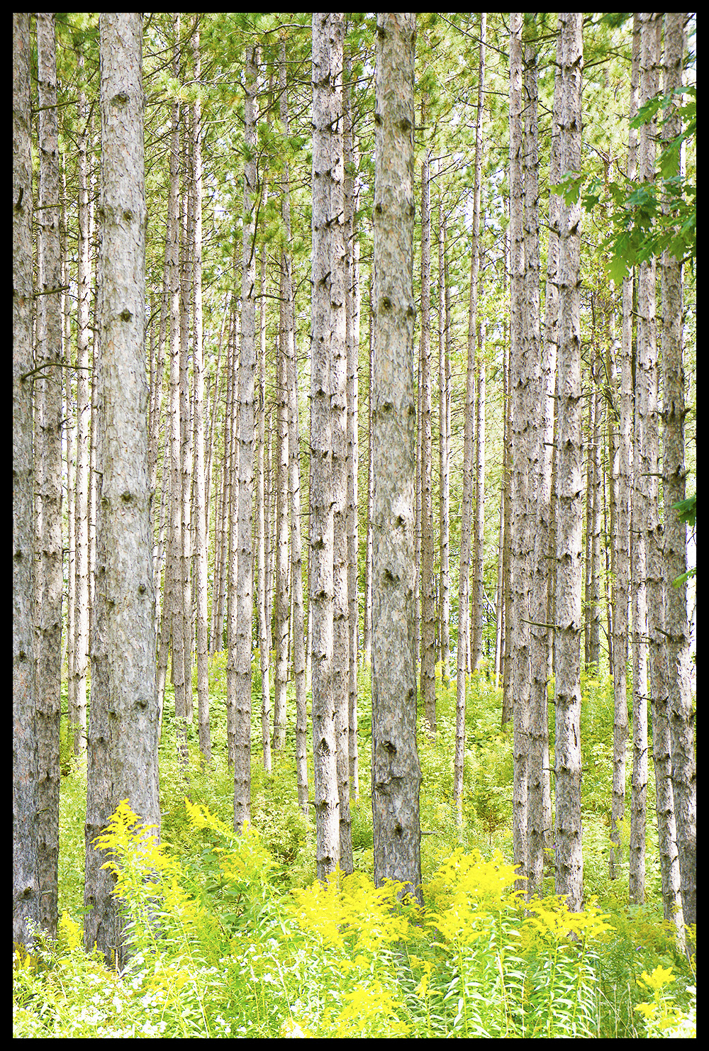 Red Pine and Golden Rod